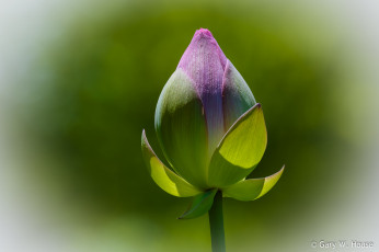 Картинка цветы лотосы бутон