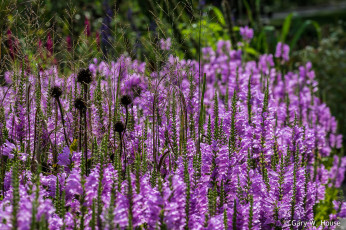 Картинка цветы луговые+ полевые +цветы сиреневые