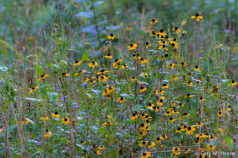 Картинка цветы луговые+ полевые +цветы жёлтые