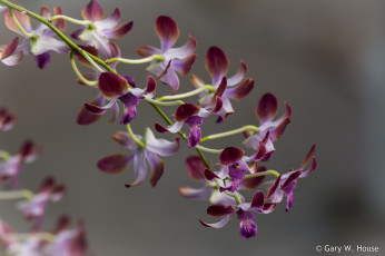 Картинка цветы орхидеи