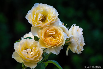 Картинка цветы розы