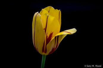 Картинка цветы тюльпаны тюльпан