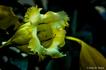 Картинка цветы жёлтый