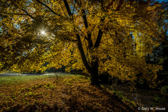 Картинка природа деревья осень