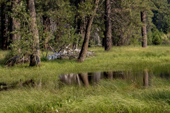 Картинка природа лес простор