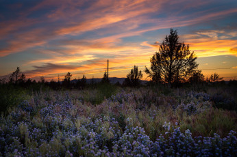 Картинка природа луга простор