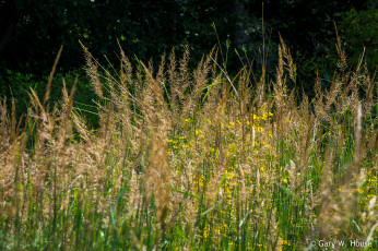 Картинка природа макро трава