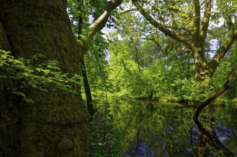 Картинка природа реки озера река лес