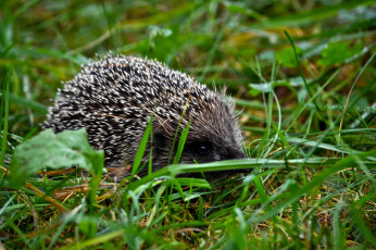 Картинка животные ежи ёж луг трава