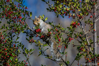 Картинка животные белки белка