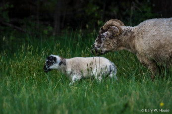 Картинка животные овцы +бараны барашки
