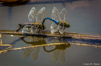 Картинка животные стрекозы