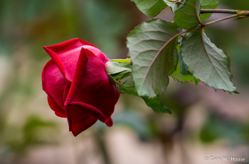 Картинка цветы розы роза