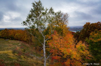 Картинка природа деревья осень
