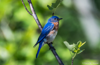 Картинка животные птицы птичка