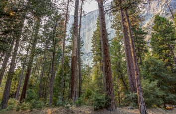 Картинка природа лес простор