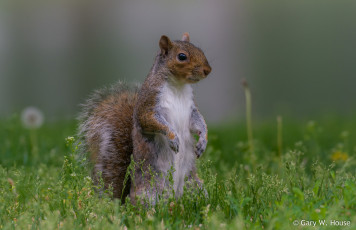 Картинка животные белки белка