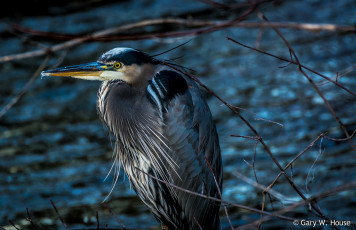 Картинка животные цапли +выпи цапля