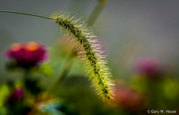 Картинка природа макро травинка