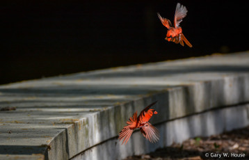 Картинка животные кардиналы птицы