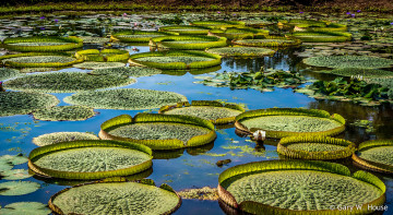 Картинка природа реки озера пруд