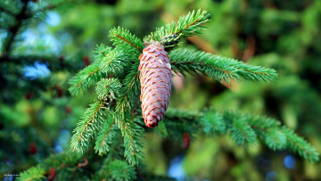 Картинка природа шишки +жёлуди +каштаны еловая шишка ветка