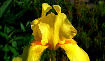 Картинка цветы ирисы желтый