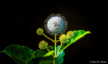 Картинка цветы луговые+ полевые +цветы макро