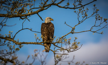 Картинка животные птицы+-+хищники орёл