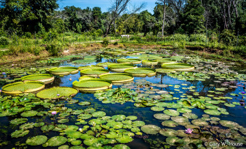 Картинка природа реки озера пруд