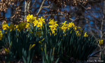 Картинка цветы нарциссы