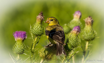 Картинка животные птицы птичка чертополох