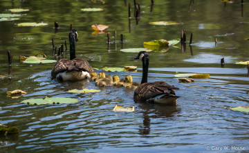 Картинка животные гуси стайка