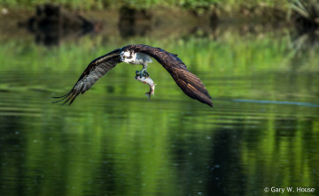 Картинка животные птицы+-+хищники охота