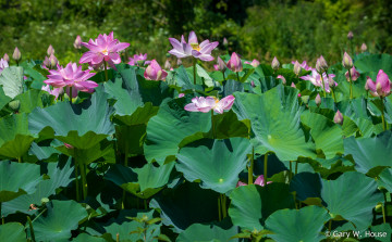 Картинка цветы лотосы