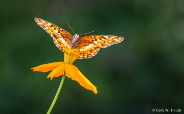 Картинка животные бабочки +мотыльки +моли бабочка