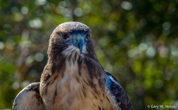 Картинка животные птицы+-+хищники птица