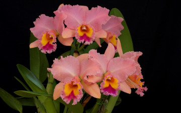 Картинка цветы орхидеи лепестки орхидея фаленопсис розовые