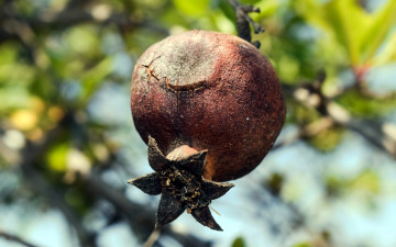 Картинка природа плоды гранат