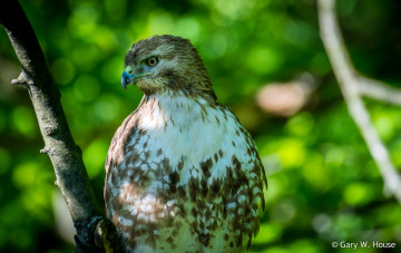Картинка животные птицы+-+хищники взгляд