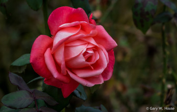 Картинка цветы розы роза