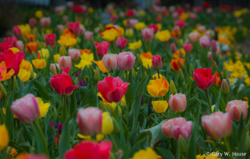 Картинка цветы тюльпаны разные