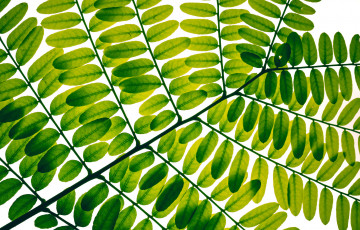 Картинка природа листья ветка