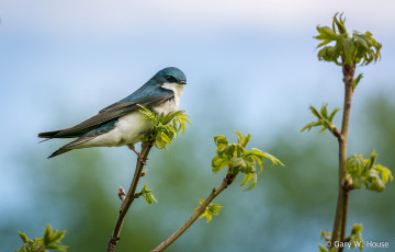 Картинка животные ласточки птичка