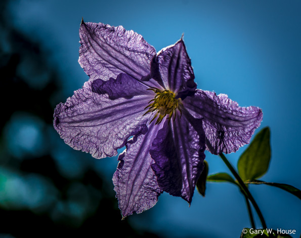 Обои картинки фото цветы, клематис , ломонос, клематис