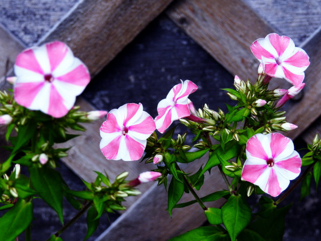 Обои картинки фото цветы, флоксы, двухцветный