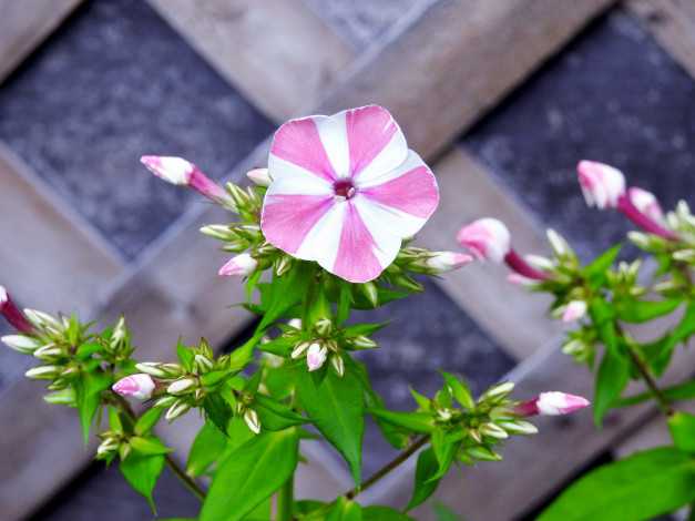 Обои картинки фото цветы, флоксы, двухцветный
