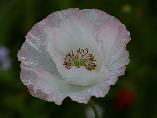 Обои картинки фото цветы, маки, мак