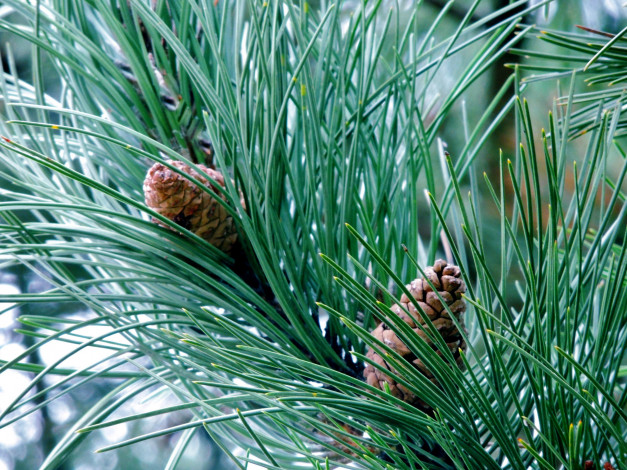 Обои картинки фото природа, шишки,  жёлуди,  каштаны, иглы