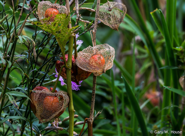 Обои картинки фото природа, Ягоды, ягоды